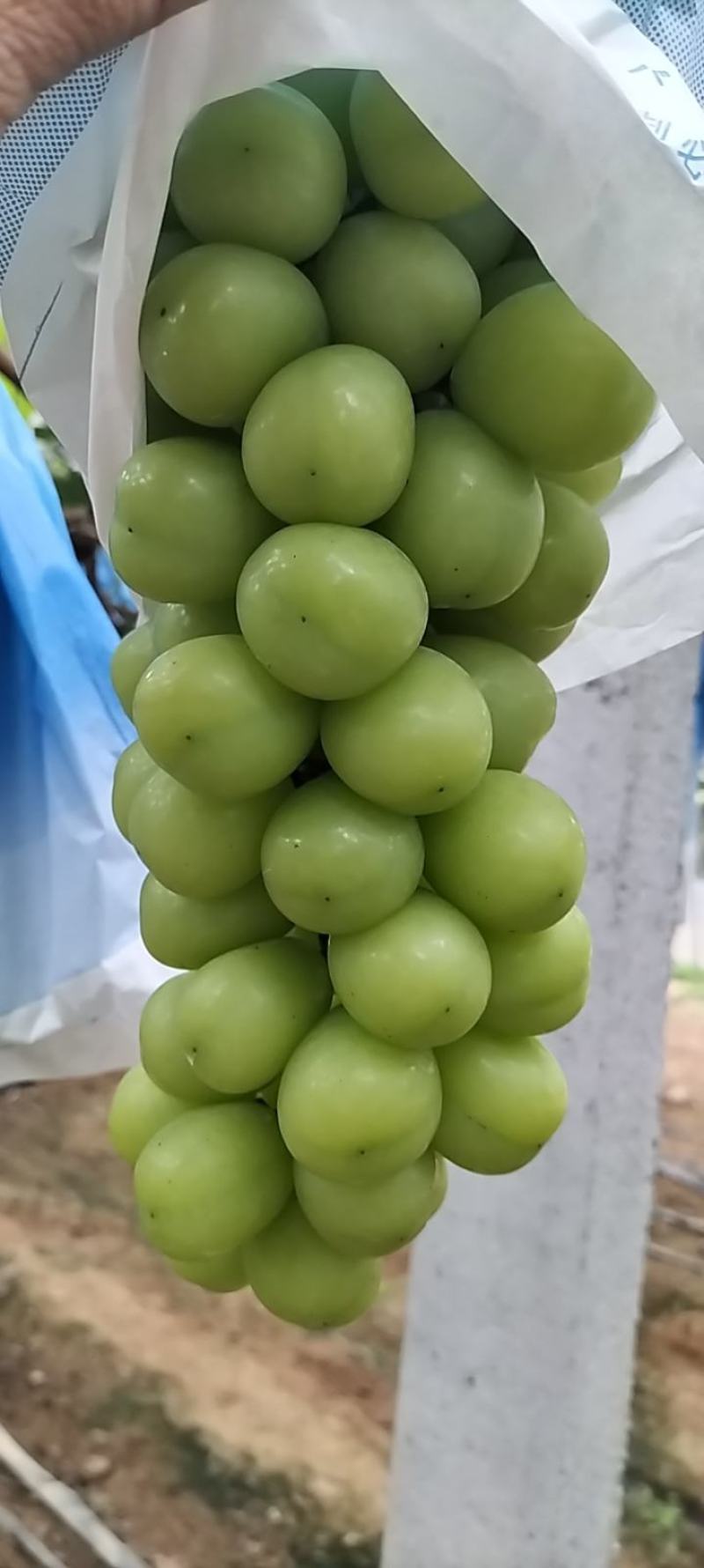 阳光玫瑰葡萄大量上市中，质优价廉！