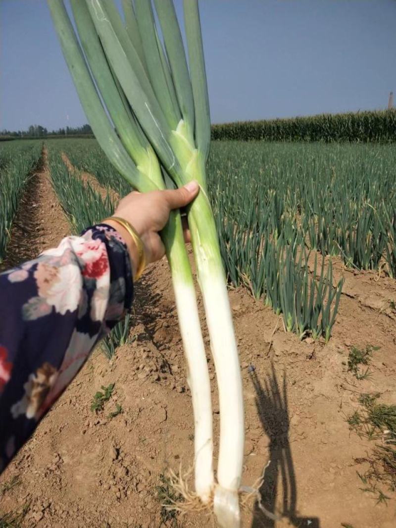 大葱