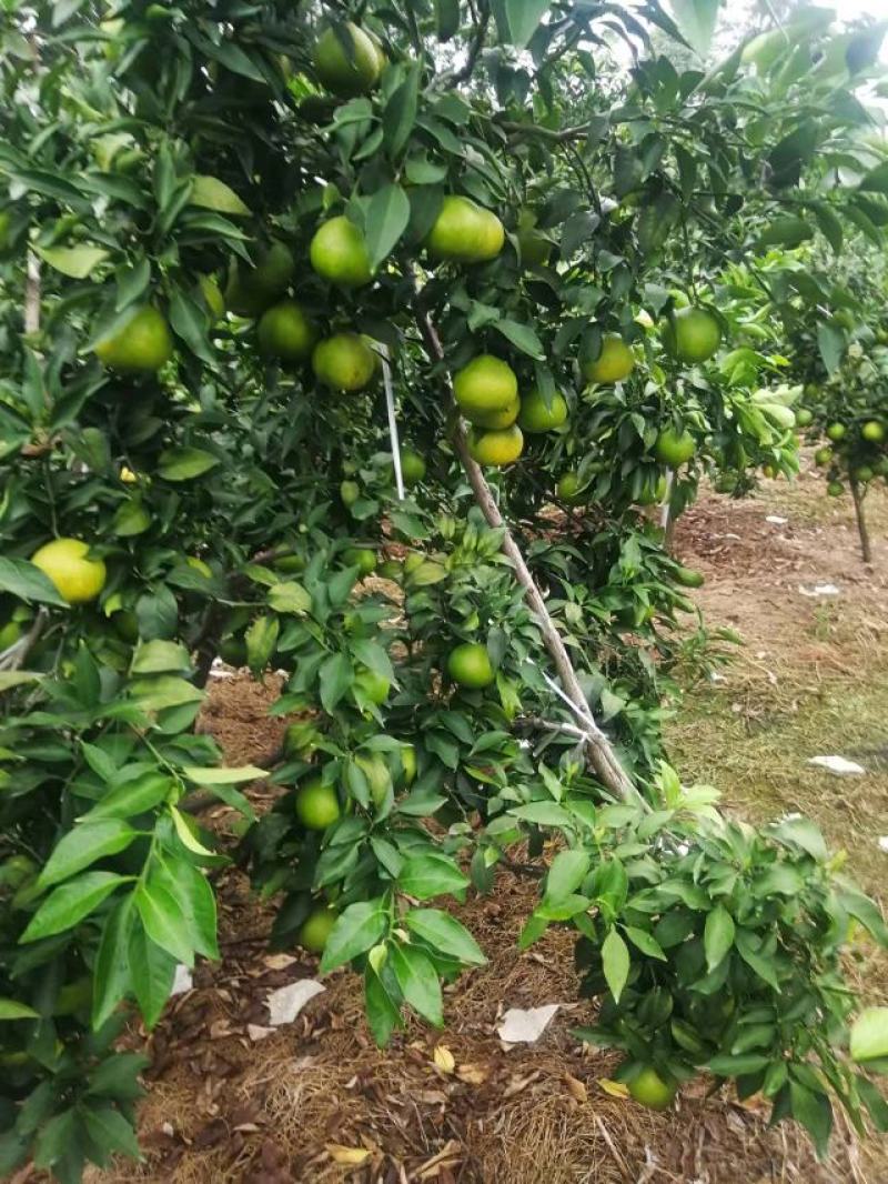 爱媛果冻橙