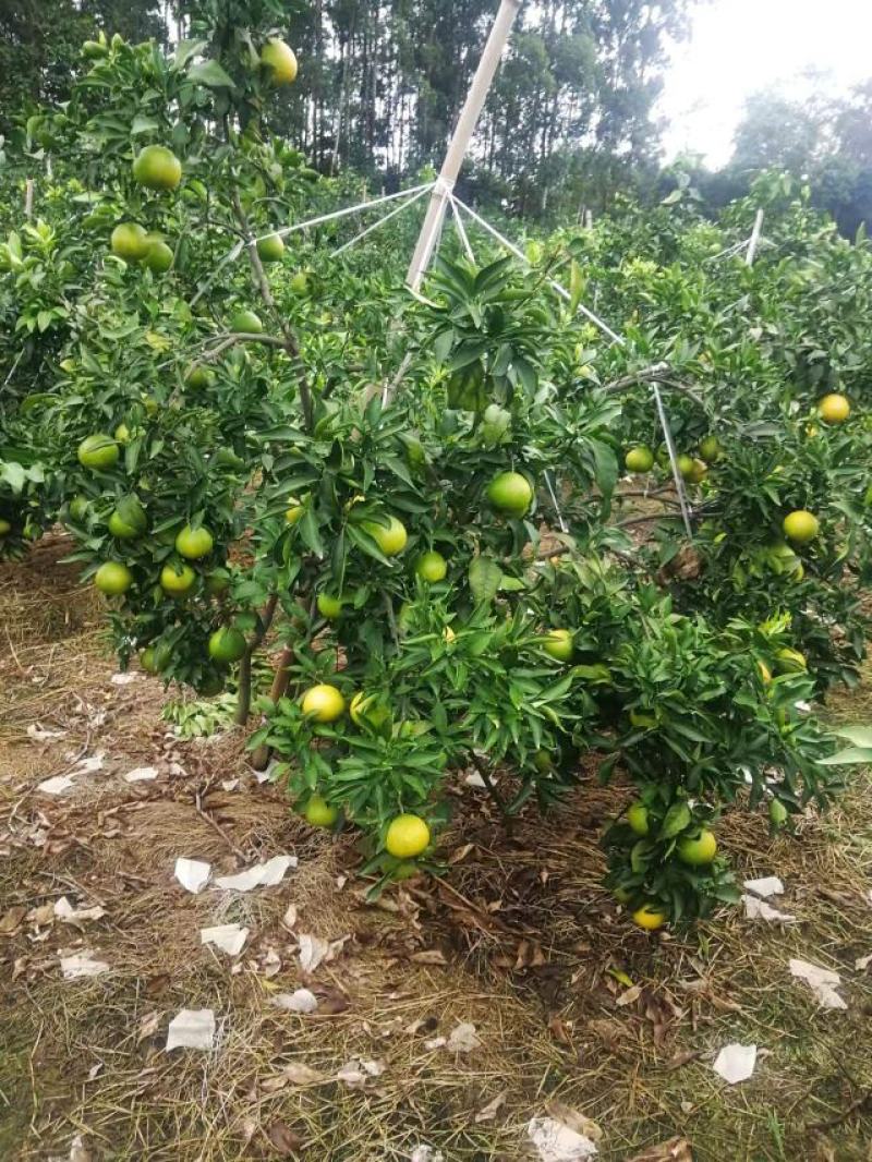 爱媛果冻橙