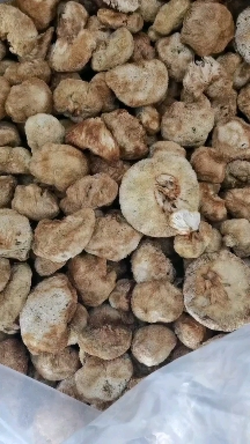 猴头菇统货批发，量大的来，14-20元都有货。