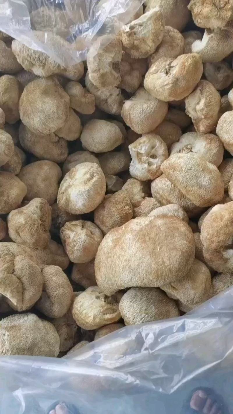 猴头菇统货批发，量大的来，14-20元都有货。