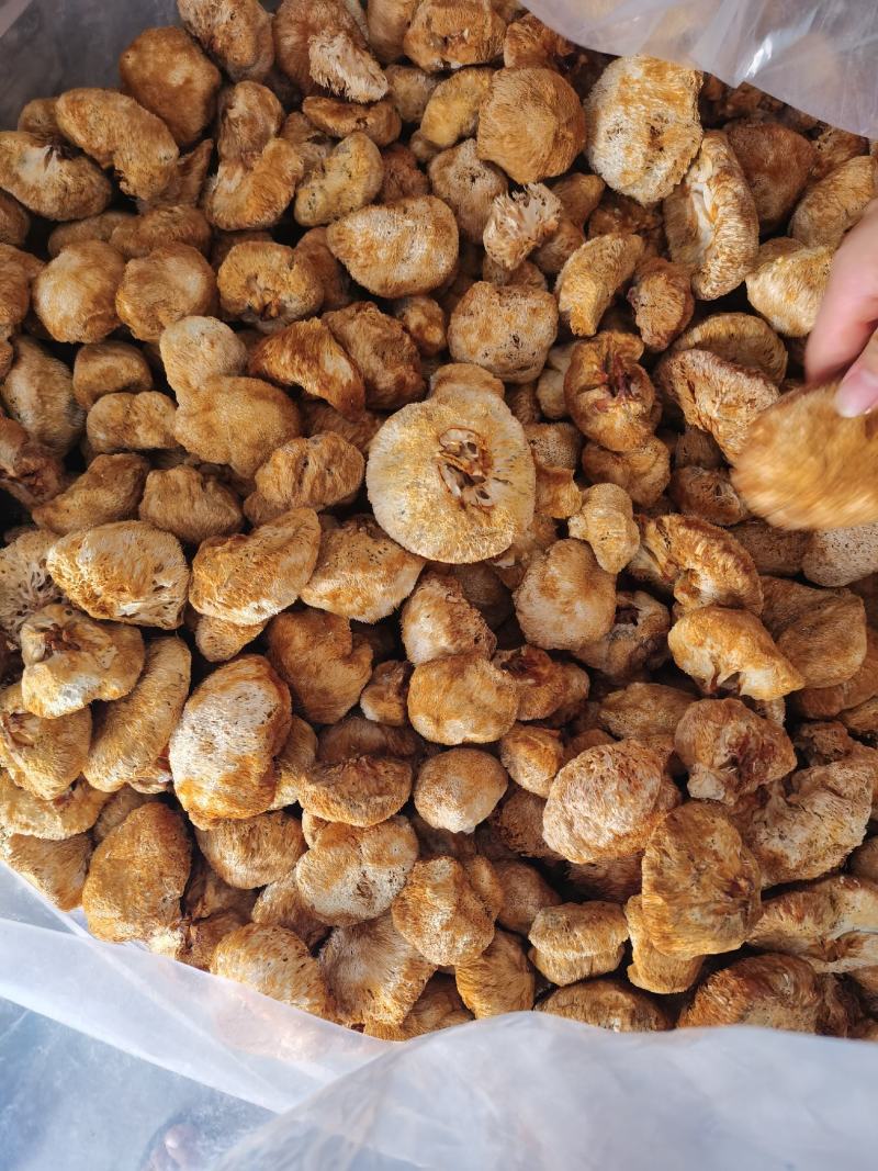 猴头菇统货批发，量大的来，14-20元都有货。