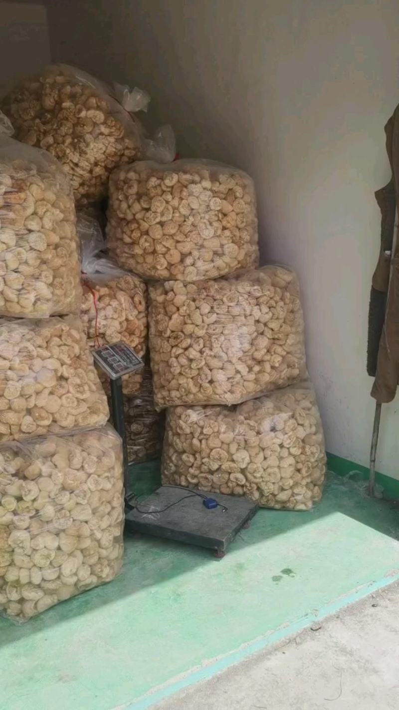 猴头菇统货批发，量大的来，14-20元都有货。