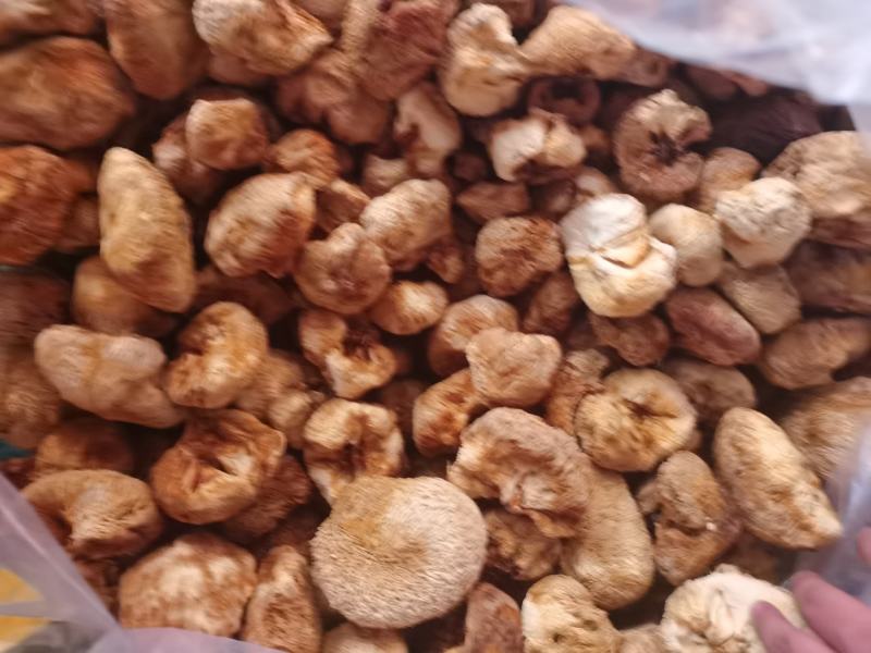 猴头菇统货批发，量大的来，14-20元都有货。
