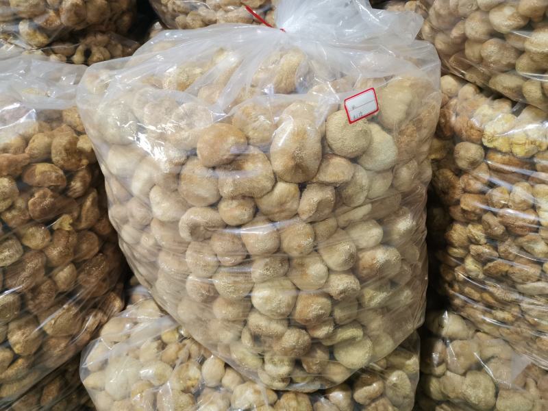 猴头菇统货批发，量大的来，14-20元都有货。