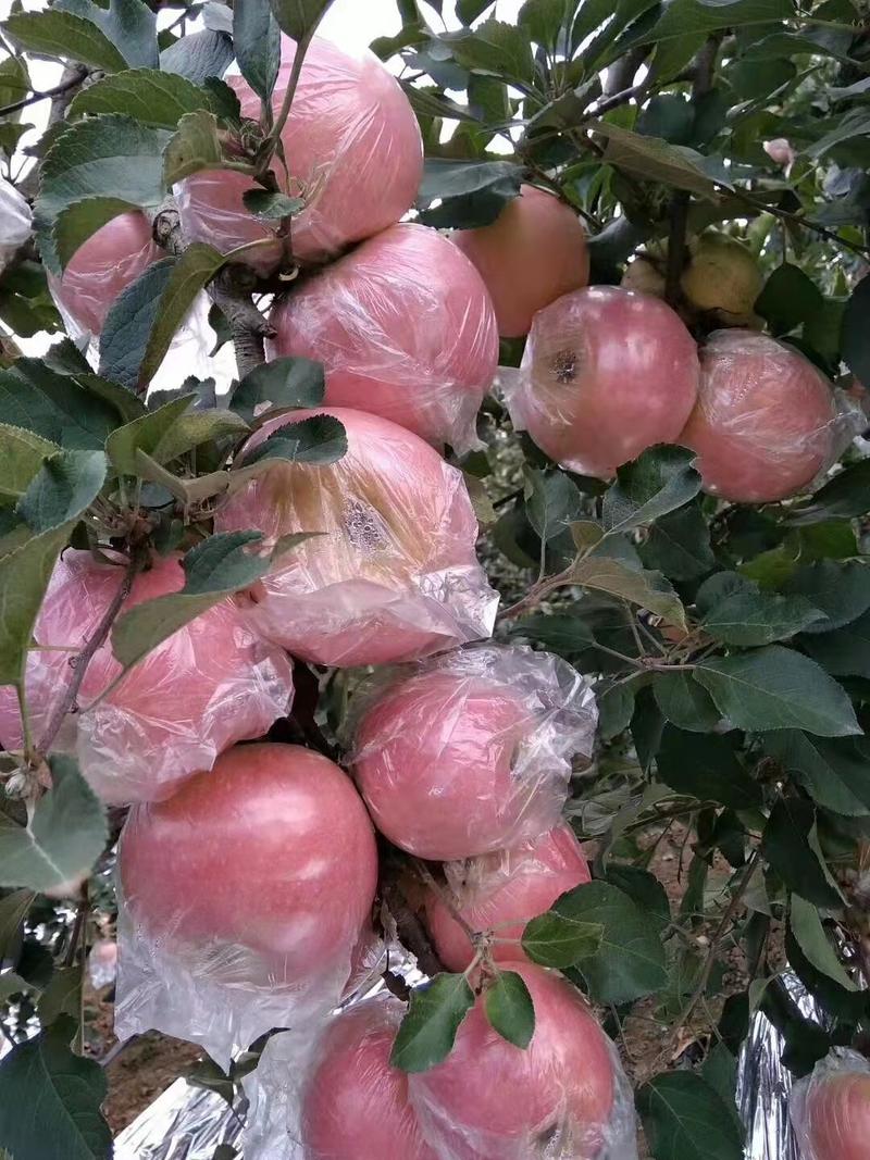 【红富士苹果】膜袋红富士/山东苹果脆甜多汁大量供应