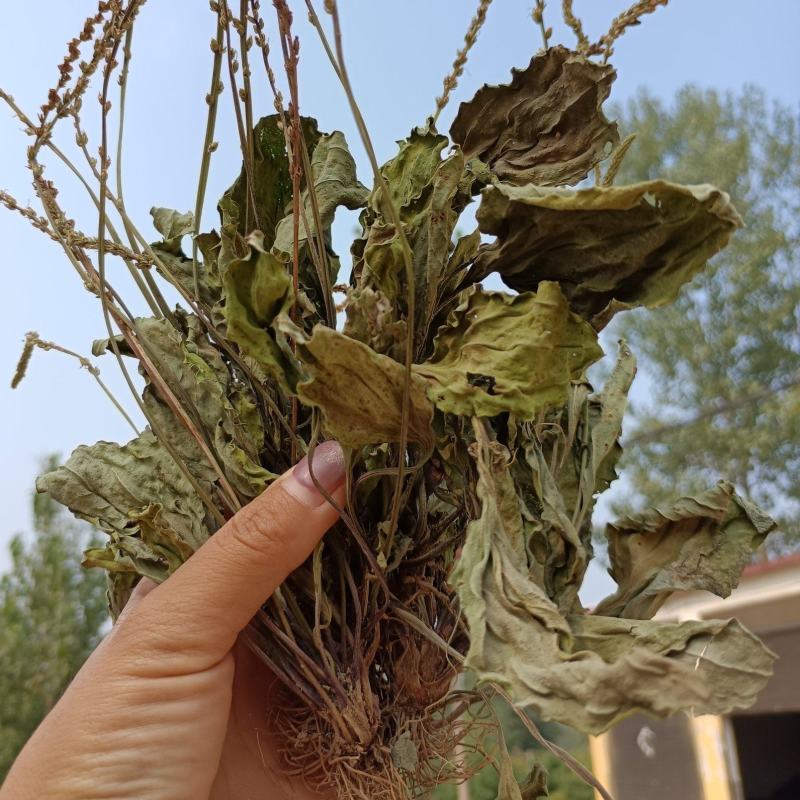 多根车前草全棵，成熟采摘，自然晾晒，药效好，功力强