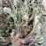 多根车前草全棵，成熟采摘，自然晾晒，药效好，功力强