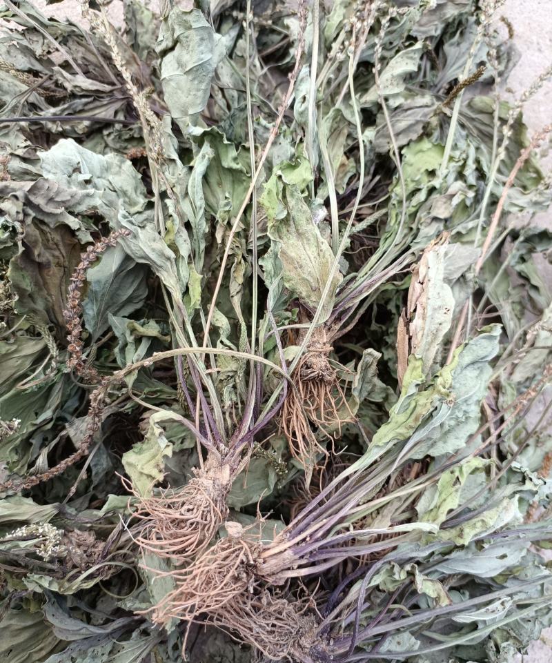 多根车前草全棵，成熟采摘，自然晾晒，药效好，功力强