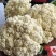 西蓝花，散花，白菜。甘蓝，娃娃菜，莴笋