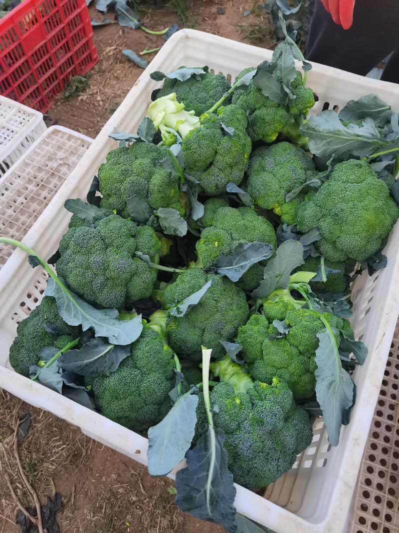 西蓝花，散花，白菜。甘蓝，娃娃菜，莴笋