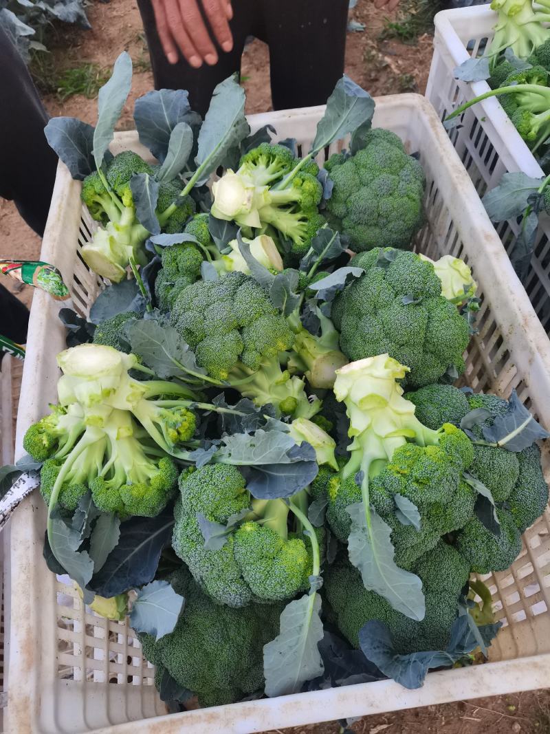 西蓝花，散花，白菜。甘蓝，娃娃菜，莴笋