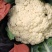 西蓝花，散花，白菜。甘蓝，娃娃菜，莴笋