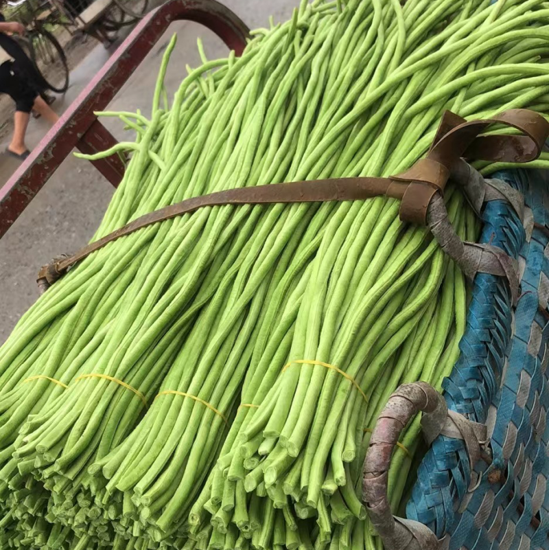 北海石康三角塘长豆角大量上市了产地发货质量保证