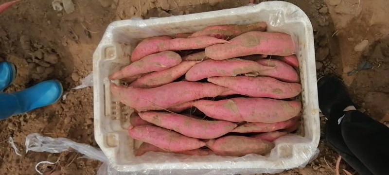 山西太谷沙地红薯品种多量大欢迎联系产地直发
