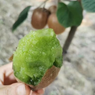 出售自家猕猴桃，现摘现发，质量保证