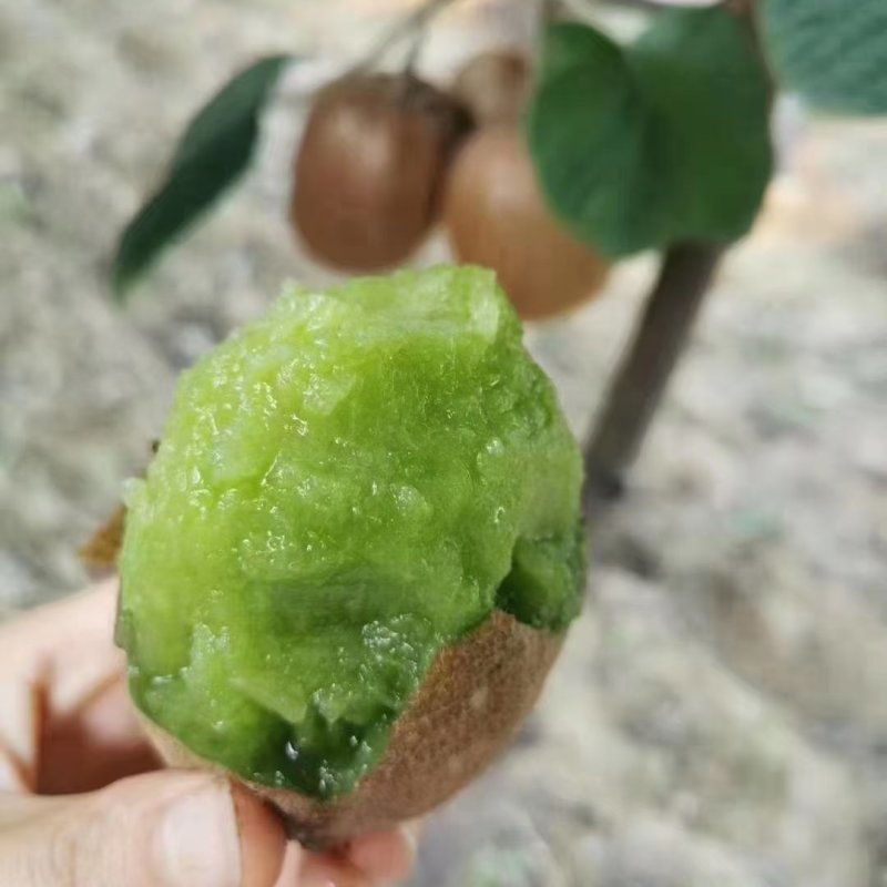 出售自家猕猴桃，现摘现发，质量保证
