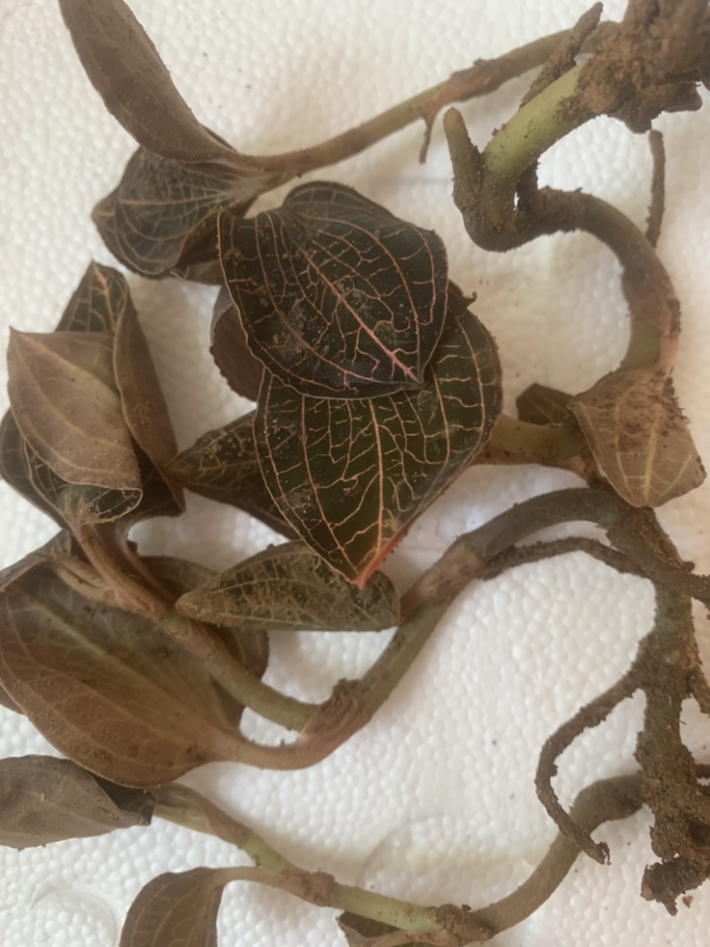 优质金线莲正宗金线莲特级金线莲鲜品批发零售