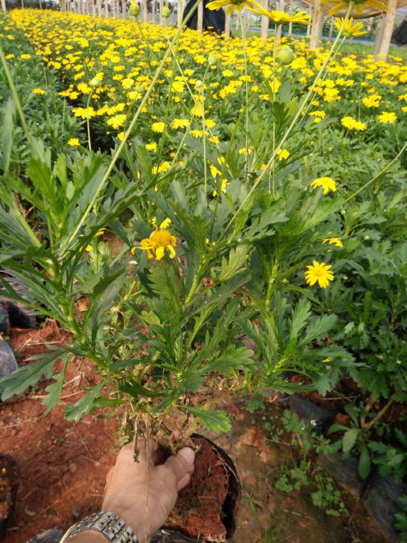 黄金菊盆栽带花带苞四季开花室外多年生植物耐寒耐热阳台花卉