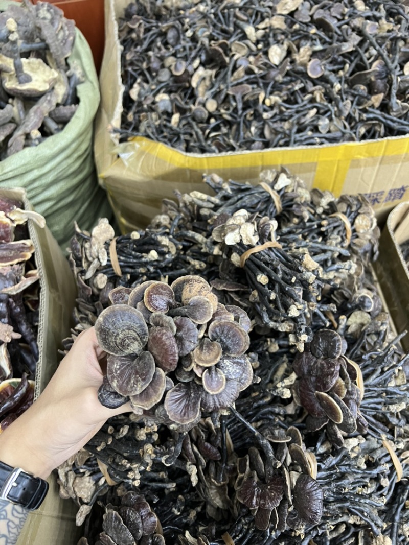 批发缅甸越南野生竹灵芝散装扎把都有吨位货