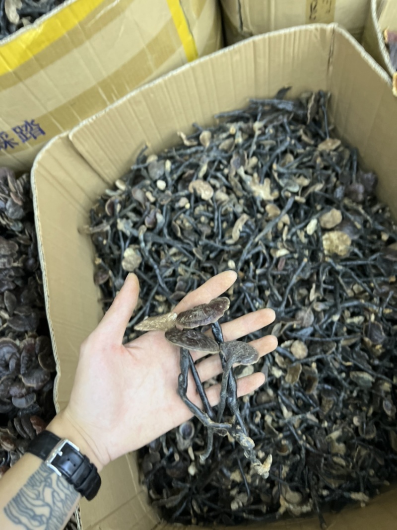 批发缅甸越南野生竹灵芝散装扎把都有吨位货