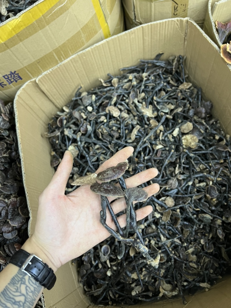 批发缅甸越南野生竹灵芝散装扎把都有吨位货