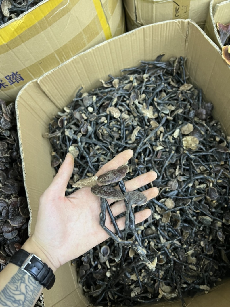 批发缅甸越南野生竹灵芝散装扎把都有吨位货