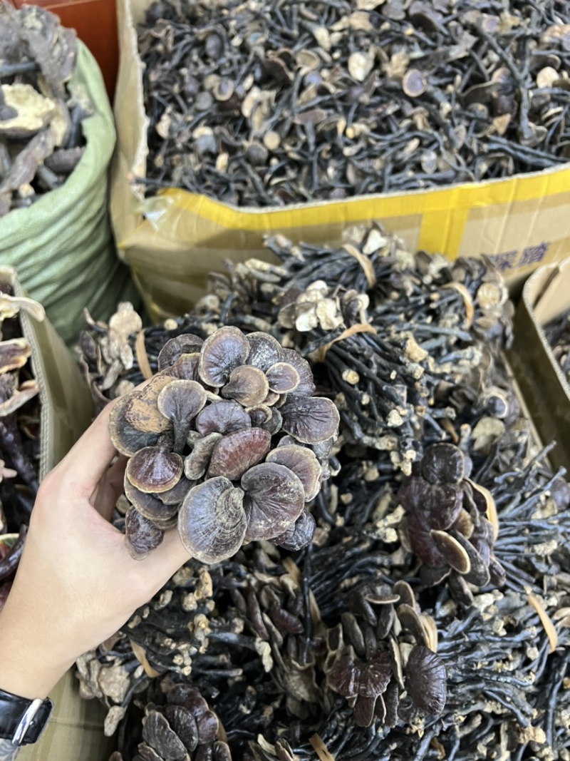 批发缅甸越南野生竹灵芝散装扎把都有吨位货