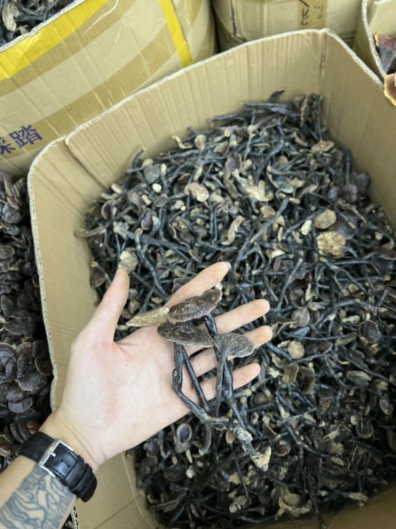 批发缅甸越南野生竹灵芝散装扎把都有吨位货