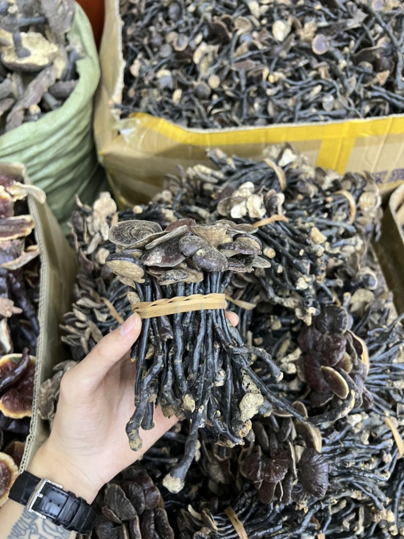 批发缅甸越南野生竹灵芝散装扎把都有吨位货