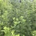高山野生艾叶，干净无杂质，精品货源。