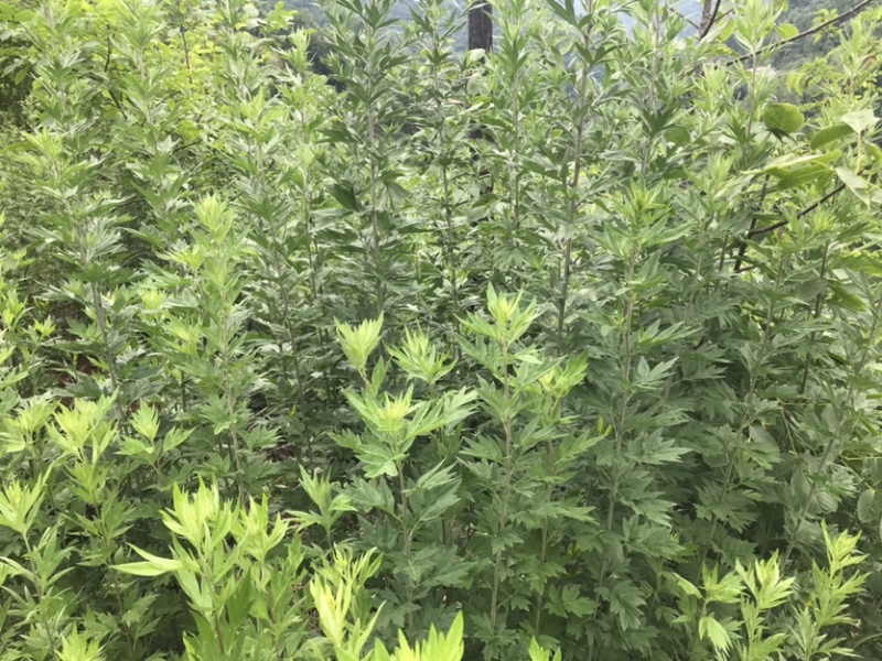 高山野生艾叶，干净无杂质，精品货源。