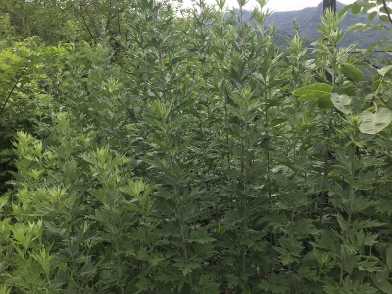高山野生艾叶，干净无杂质，精品货源。