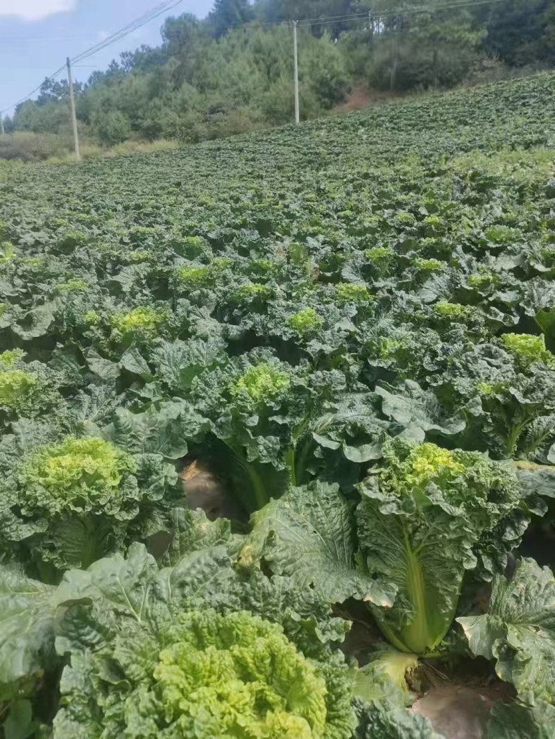 要不请打电话联系。