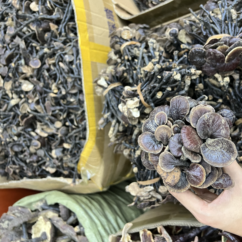 批发缅甸越南野生竹灵芝散装扎把都有吨位货