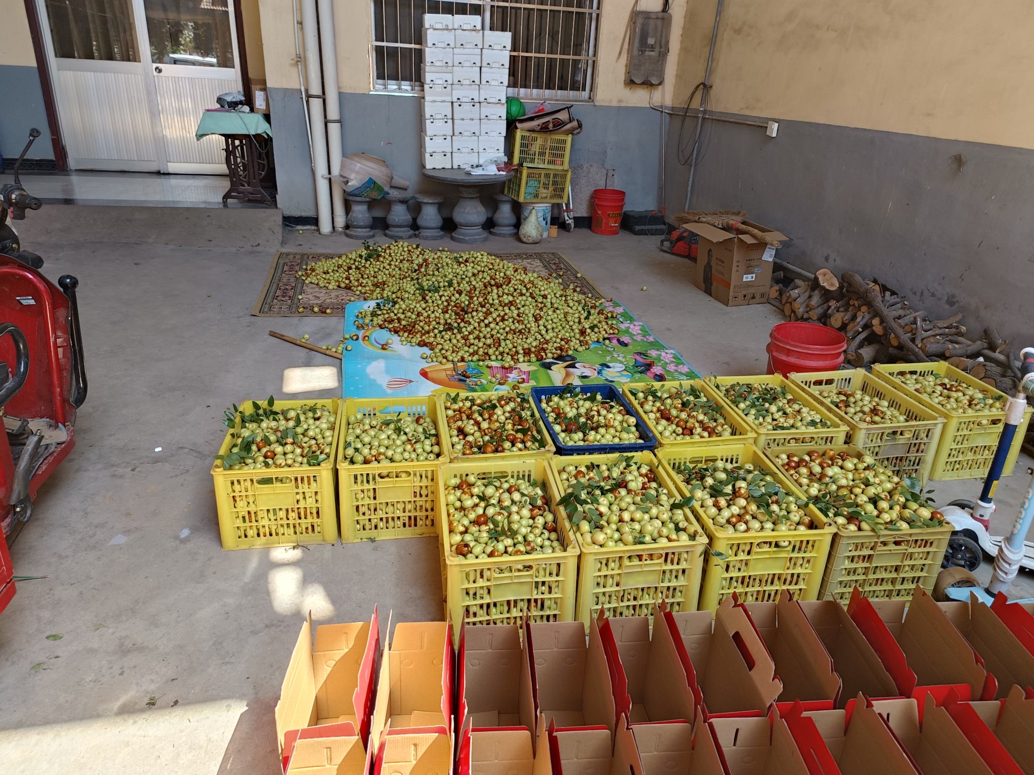 脆枣采摘加工现场