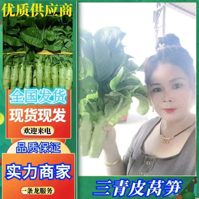 莴笋山东三青皮莴苣！无裂痕黑斑叶子新鲜，青叶、青皮