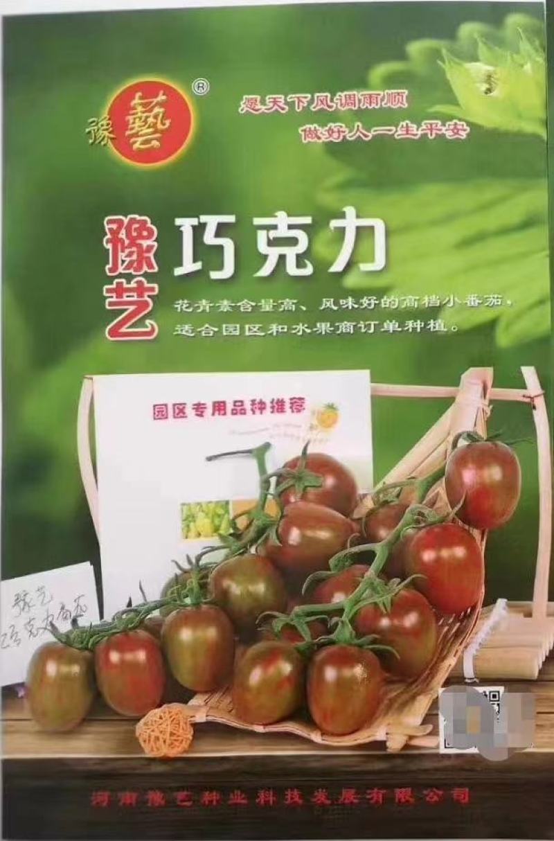豫艺巧克力番茄种子抗氧化功能糖度10度酸甜可囗不裂果效益