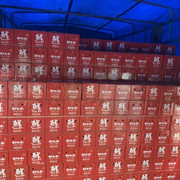 高标山东海阳普罗旺斯西红柿整车落地配一件代发