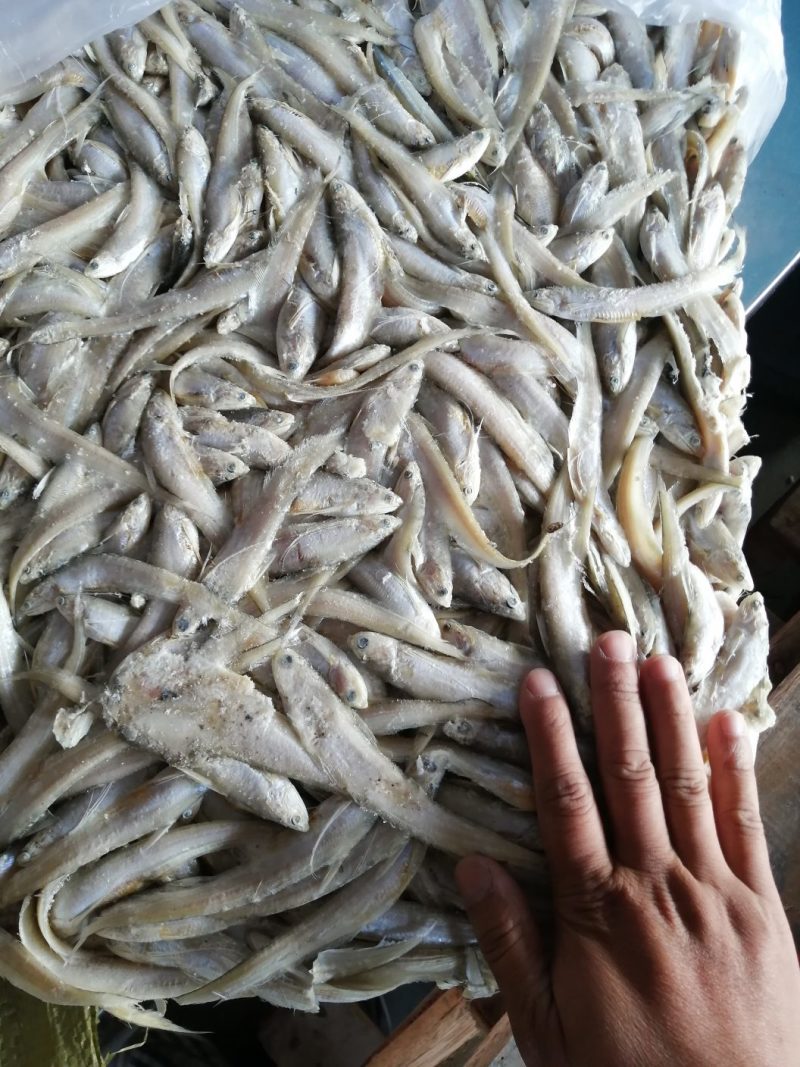 毛刀鱼黄河刀鱼