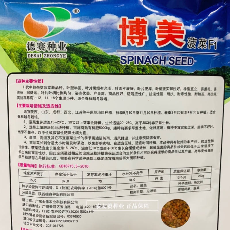 丹麦进口杂交菠菜种子中熟叶片黑绿半圆，易捆扎耐抽苔菠菜籽