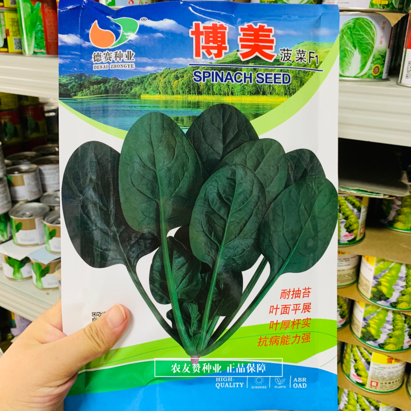 丹麦进口杂交菠菜种子中熟叶片黑绿半圆，易捆扎耐抽苔菠菜籽