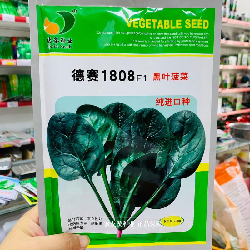 德赛1808黑叶菠菜种子丹麦纯进口种子抗病直立黑绿油亮