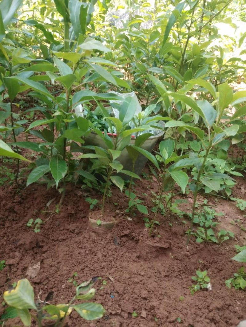 油樟苗地苗袋苗黄葛兰佛手苗药枳壳砂仁苗