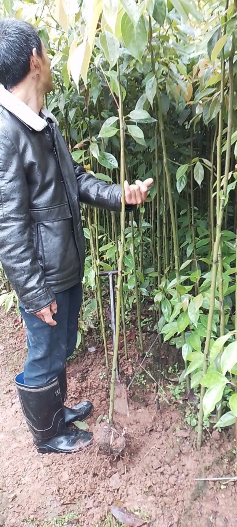 油樟苗地苗袋苗黄葛兰佛手苗药枳壳砂仁苗