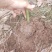 油樟苗地苗袋苗黄葛兰佛手苗药枳壳砂仁苗