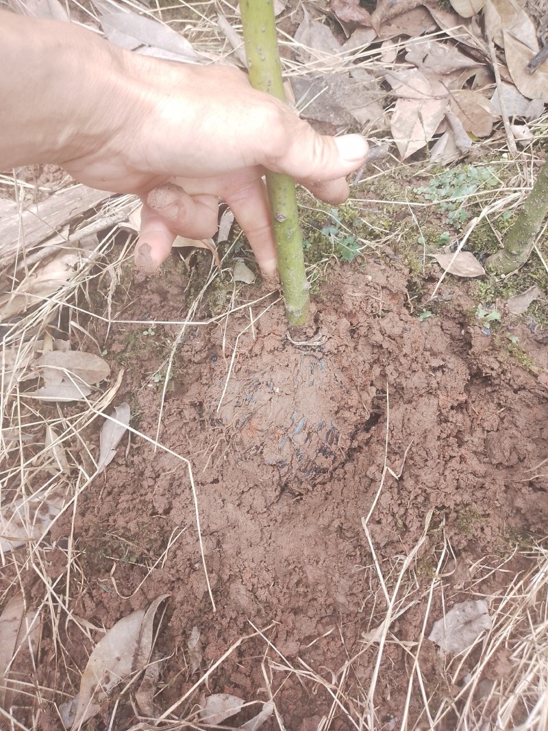 油樟苗地苗袋苗黄葛兰佛手苗药枳壳砂仁苗