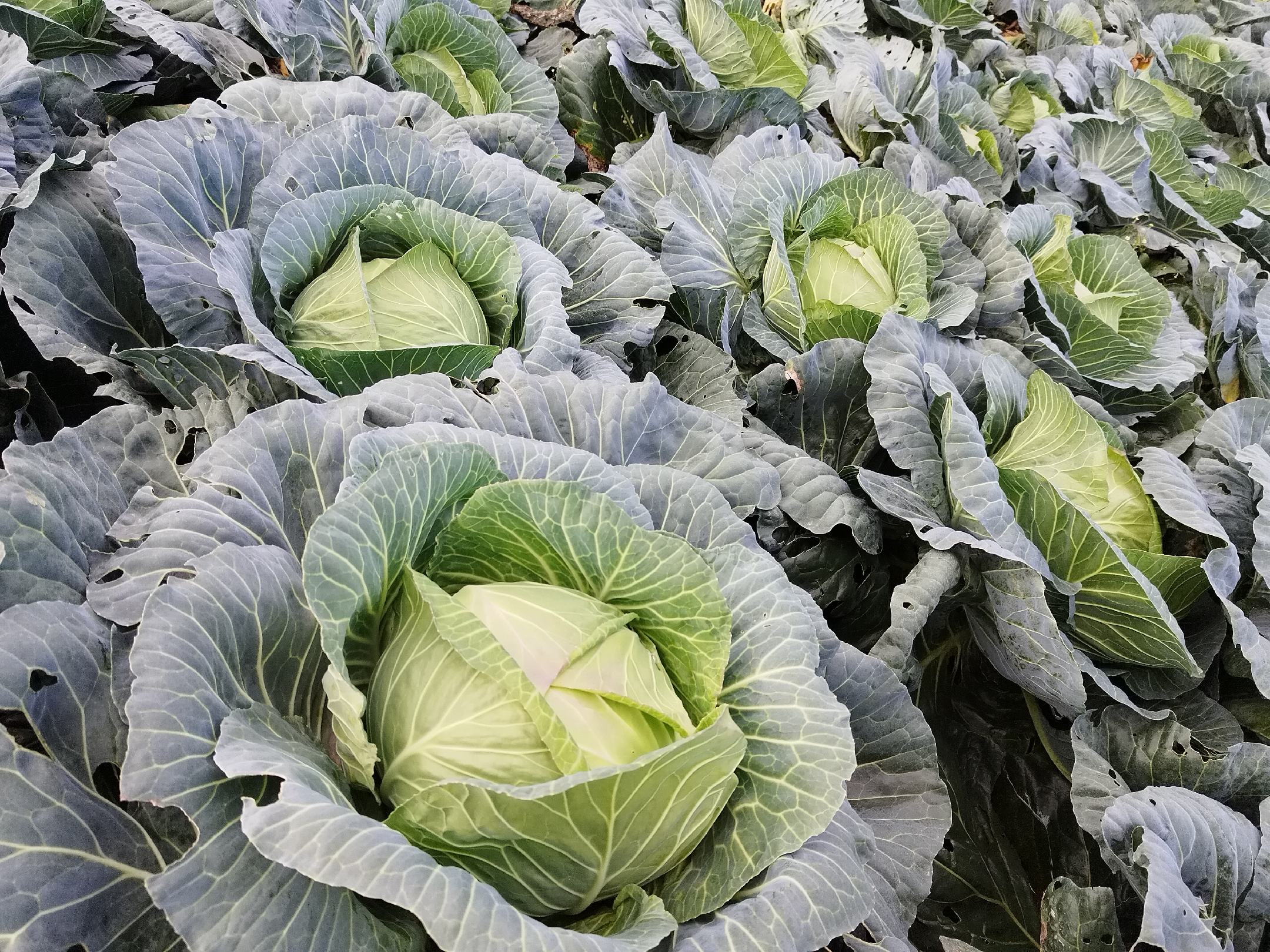 圆包菜热量对比图:整颗新鲜圆包菜特写与权威热量营养数据卡片并列展示,突出25.3 kcal/100g核心数值及关键营养素含量,背景为专业食品检测场景 圆包菜热量对比图:左侧为整颗新鲜圆包菜特写,表皮光滑洁白、叶片层层包裹呈紧凑球形;右侧并列标注清晰数据卡片,显示“圆包菜热量:25.3 kcal/100g(生)”“膳食纤维:2.5g/100g”“维生素C:42mg/100g”,背景为纯白实验室台面