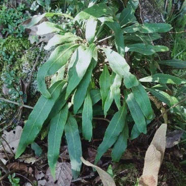 化石草